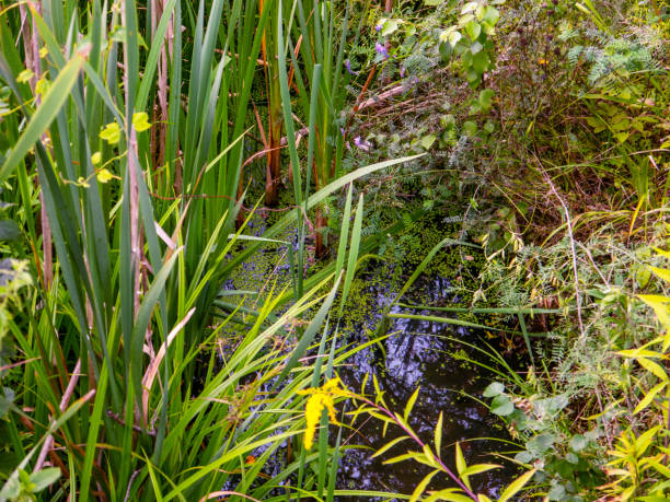 istock Green sedge around swamp water top view 1678191446