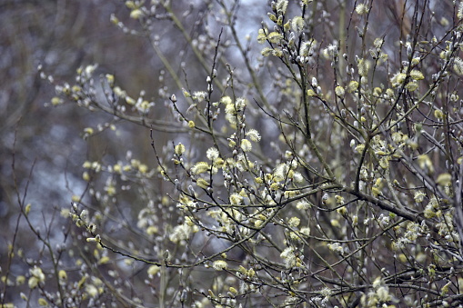 Willow in spring with catkins
