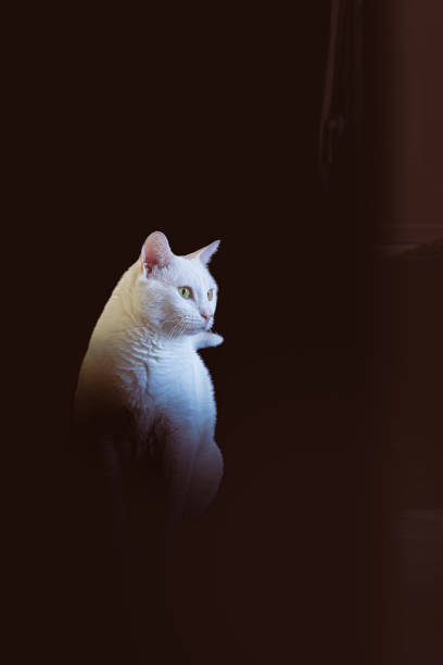 istock white cat at home in Madrid 1678204880