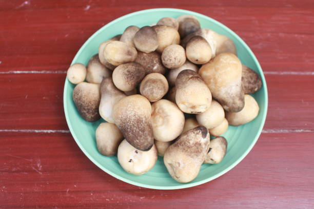 Volvariella volvacea Volvariella volvacea on a wooden table. paddy straw mushroom stock pictures, royalty-free photos & images