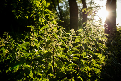 Urtica dioica, often called common nettle, or stinging nettle, or nettle leaf in sunset. Collection of nettle seeds in tsummer for preparation of funds used to normalize potency,Soft focus