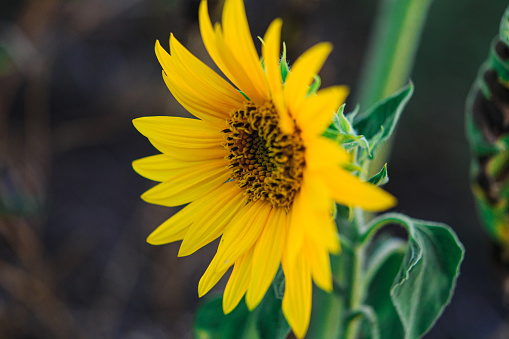 Sunflower in sunset or dawn sunlight