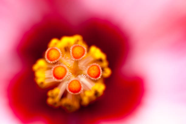 Selective focus stamen and pistols seen from close up.