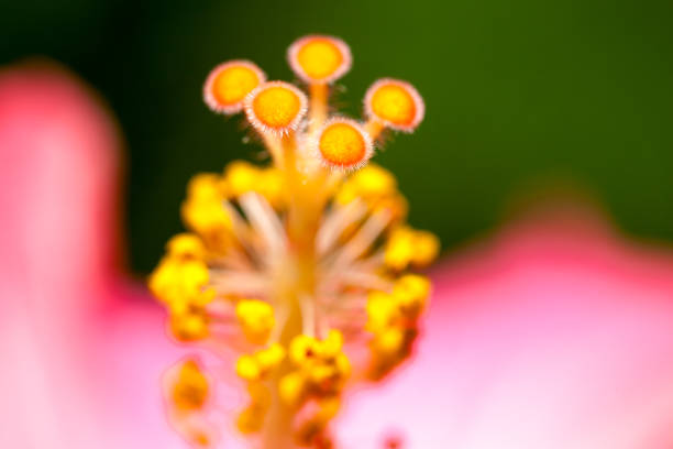 istock Green red, yellow, orange flower abstract 1678236960