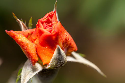 Reddish orange colored rose macro.