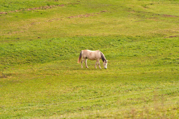 istock Alone horse eating in the meadow 1678240406