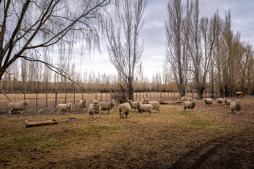Sheep on a farm in Chile Chico, in the chilean Patagonia
