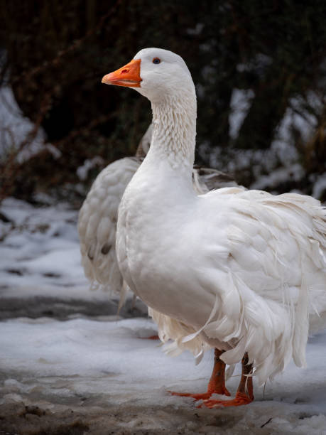 Goose on a farm in Chile Chico, in the chilean Patagonia