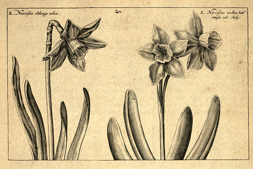 Botanical art print of Broad leaved Narcissus, daffodil, from Hortus Floridus by Crispin de Passe, Vintage illustration, 17th Century
