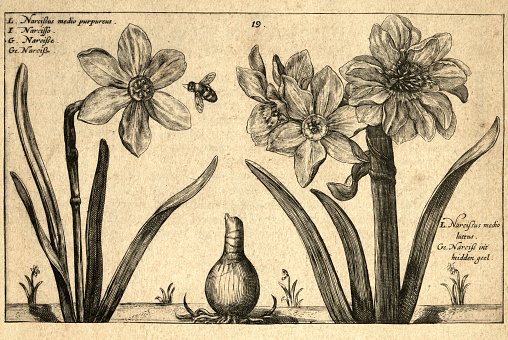 Botanical art print of Narcissus tenuifolius, daffodil, bulbous herbaceous perennials, from Hortus Floridus by Crispin de Passe, Vintage illustration, 17th Century