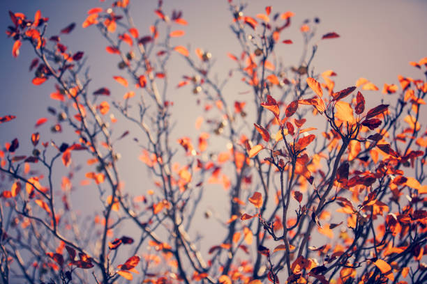 istock Tree with colorful leaves in autumn 1678246169