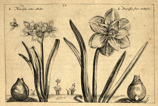 Botanical art print of Slender leaved Narcissus, daffodil, from Hortus Floridus by Crispin de Passe, Vintage illustration, 17th Century