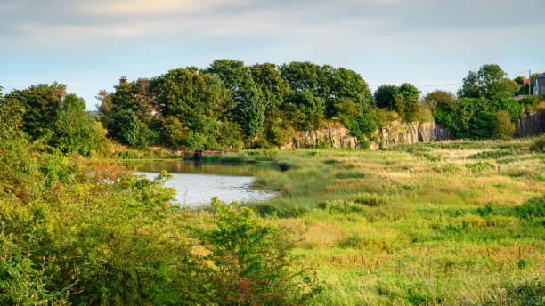 istock Marshland at Embleton Quarry Nature Reserve 1678256121