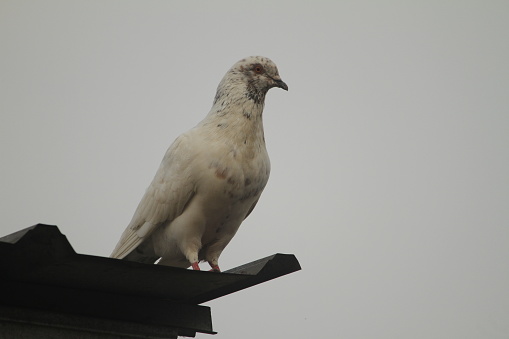 pigeon is perched on the roof