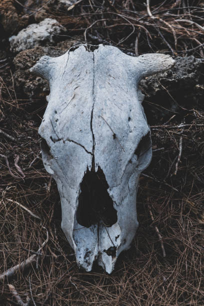 istock Animal skull in the forest 1678275780