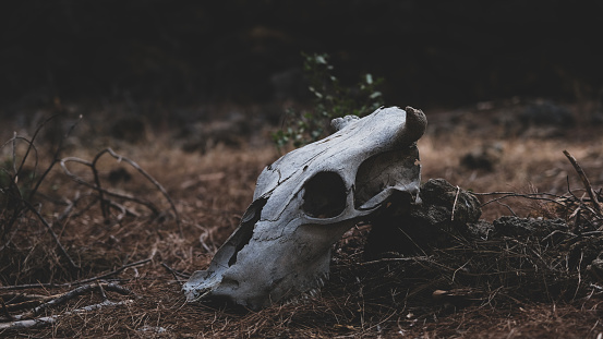 Animal skull in the forest