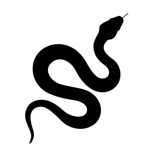 Snake icon Snake graphic icon. Snake black sign isolated on white background. Vector illustration anaconda pic stock illustrations