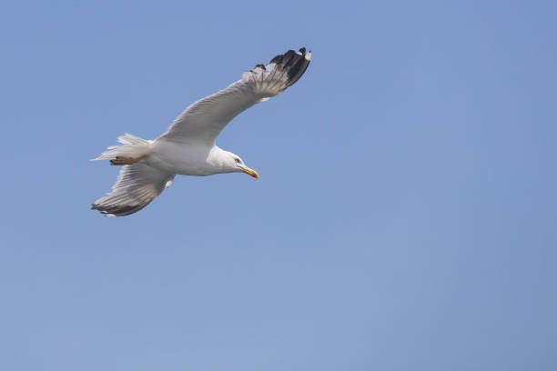 istock Seagull flies in the sky, 1678278598