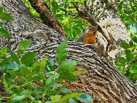 A beautiful squirrel sitting in a tree, looking like he's about to give a heartfelt speech. Lots of green leaves around.