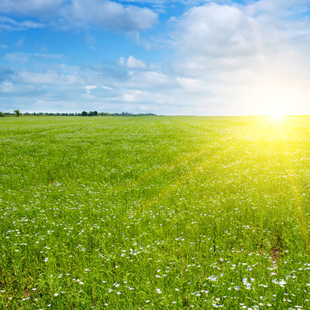 istock A field with blooming flax and a bright sunrise. 1678293857