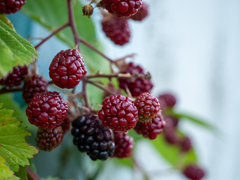 Bush of wild blackberry. Blackberry berry close-up. The fruits of the blackberry bush.