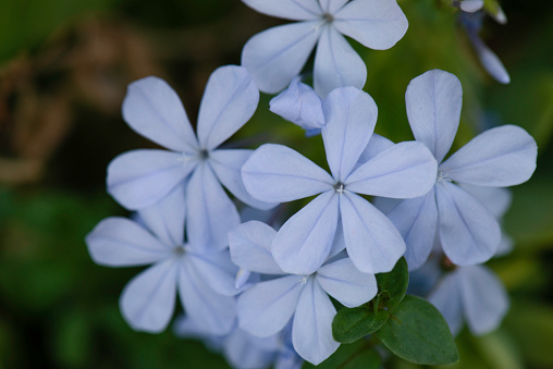 Plumbago auriculata blue flowering plant, cape leadwort five petals flowers in bloom, green leaves