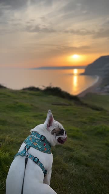Frenchie Dog watching sunset over Golden Cap