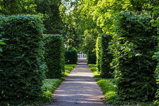 Green alley in the summer park