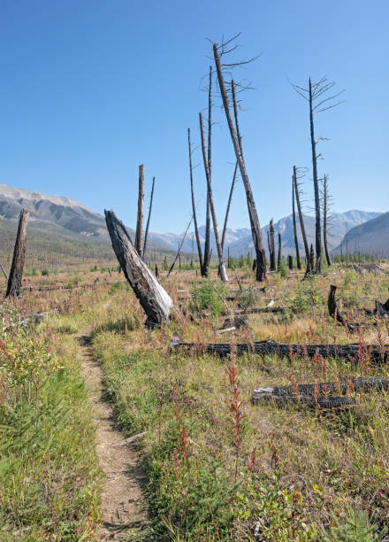 istock Hiking Trail and Forest Fire Snags 1678334719