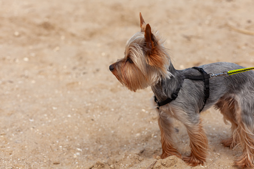 Yorkshire Terrier standing on the sand in the park, summer day