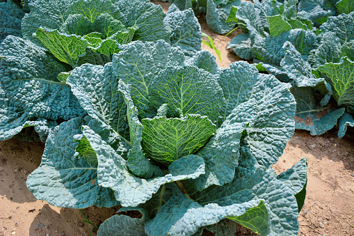 Top view of organic purple broccoli