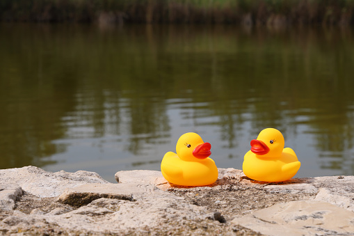 Ducks sat sunbathing beside the lake