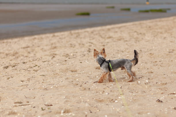 istock Yorkshire Terrier on the beach in the summer. Selective focus. 1678346734