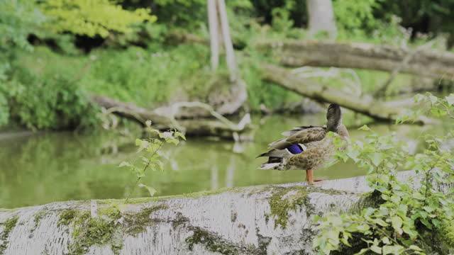 Single female Mallard Duck cleaning its plumage on a fallen tree, Anas platyrhynchos