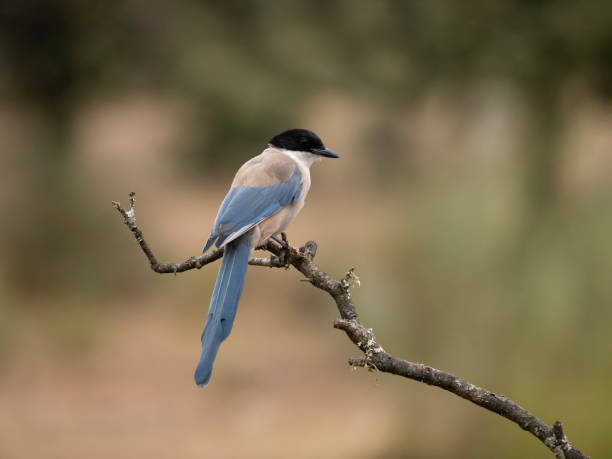 istock Azure-winged magpie, Cyanopica cyanus 1678352276