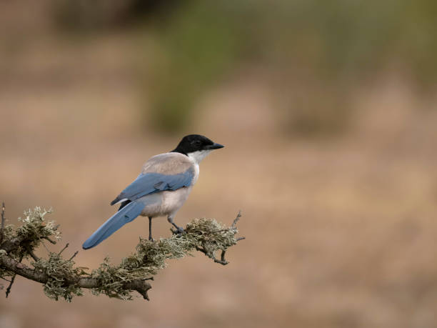 istock Azure-winged magpie, Cyanopica cyanus 1678352800