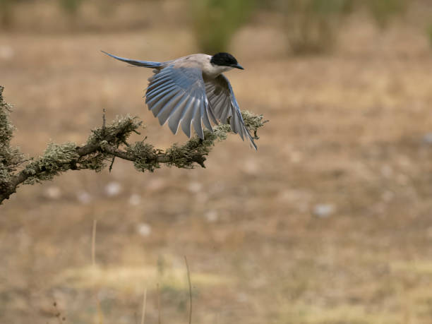 istock Azure-winged magpie, Cyanopica cyanus 1678352809