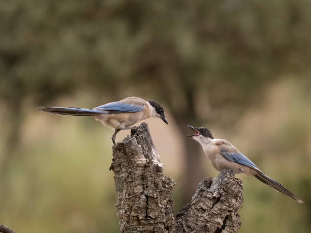istock Azure-winged magpie, Cyanopica cyanus 1678352826