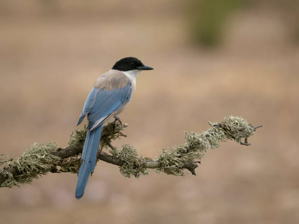 istock Azure-winged magpie, Cyanopica cyanus 1678353010
