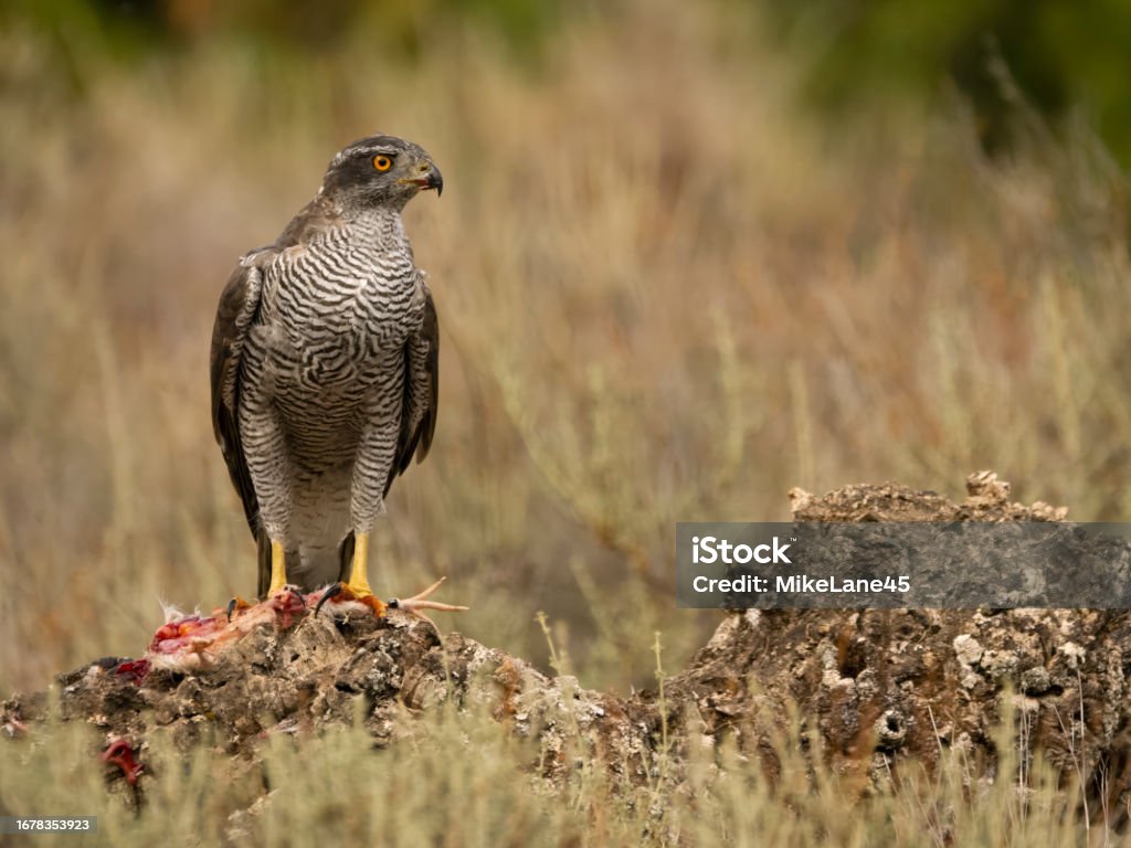 Șoimul eurasiatic sau nordic, Accipiter gentilis - Fotografie de stoc Animal fără redevențe Șoimul eurasiatic sau nordic, Accipiter gentilis - Fotografie de stoc Animal fără redevențe