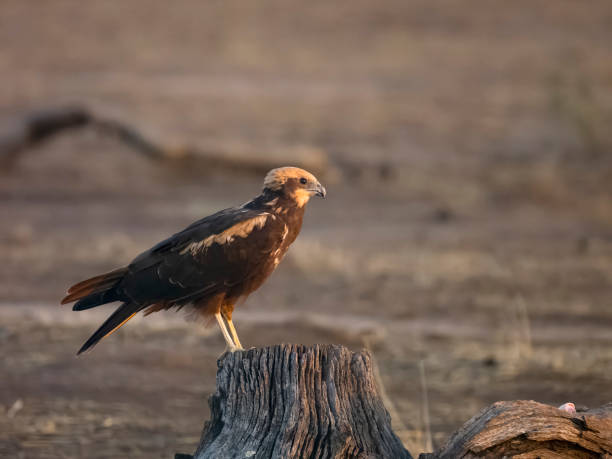 istock Marsh harrier, Circus aeruginosus 1678362492