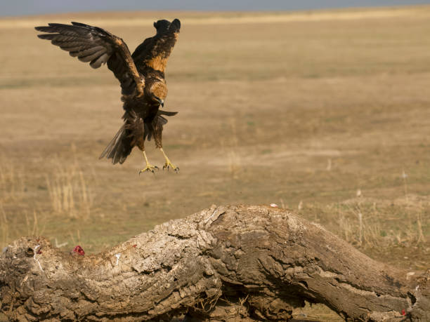 istock Marsh harrier, Circus aeruginosus 1678363051