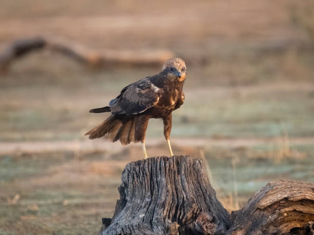 istock Marsh harrier, Circus aeruginosus 1678363072