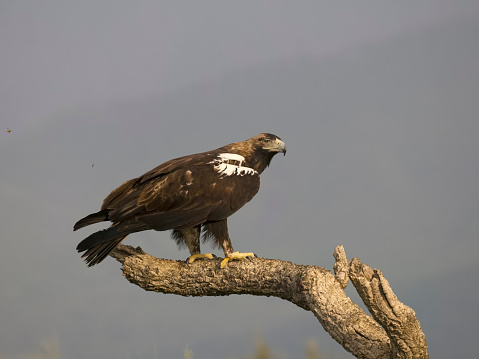 Spanish imperial eagle, Aquila adalberti, single bird on branch, Spain, September 2023