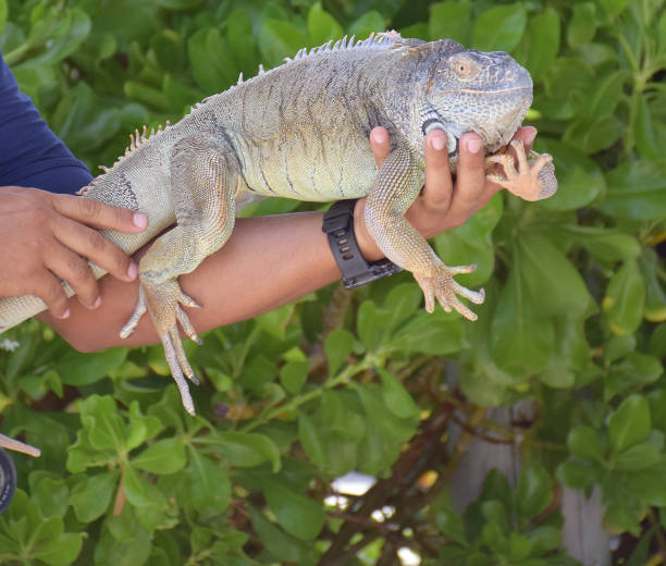 istock Hand of a person holding an iguana 1678365218
