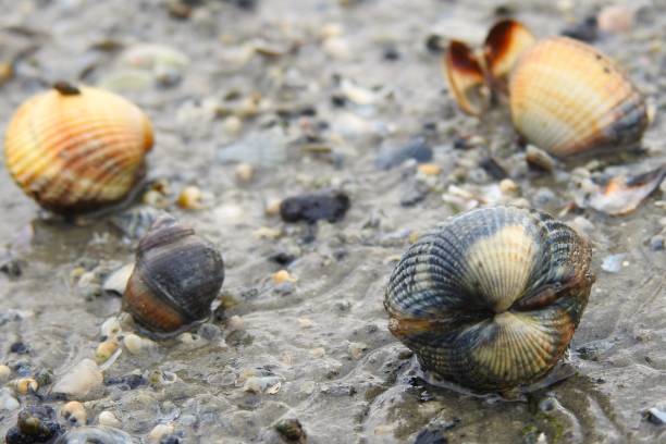 istock Closed Shells on the beach of the North Sea 1678370646