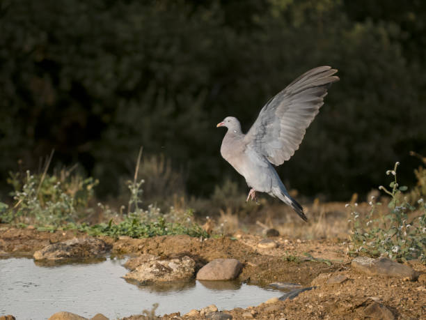 istock Wood pigeon, Columba palumbus 1678371194