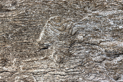 Texture of the bark of Giant Sequoiadendron tree. Sequoiadendron giganteum or giant sequoia, or giant redwood, Sierra redwood, Sierran redwood, Wellingtonia