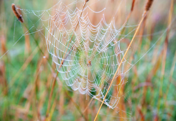 Garden spider inn the center of spider web early in the morning, Irish wildlife, Ireland