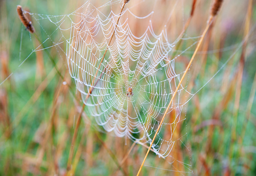 a sheet hanging in a spider web with morning dew